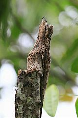 Common Potoo